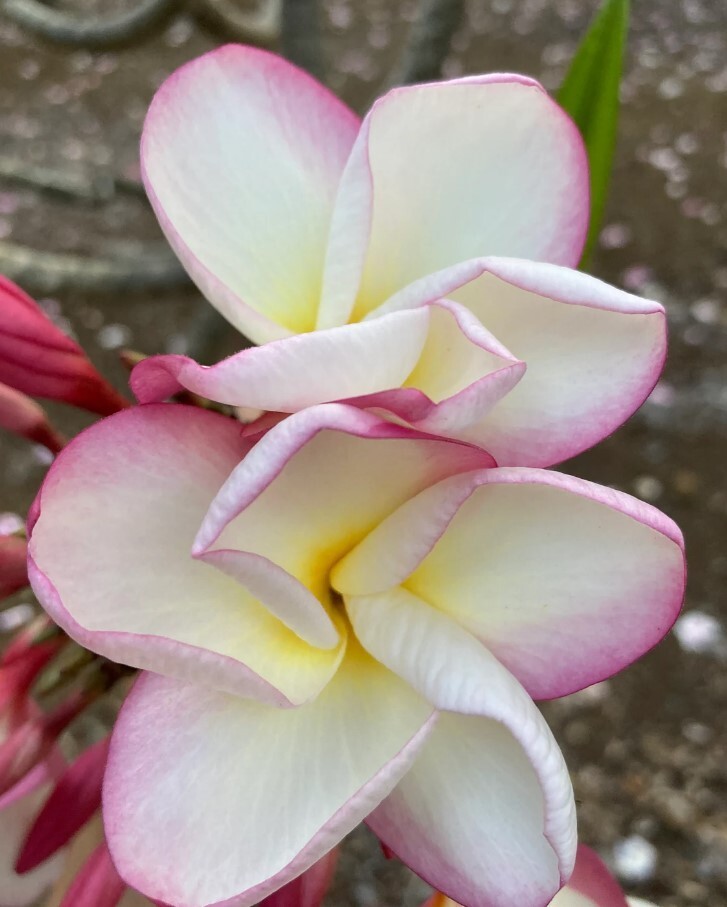 Rare Exotic Frangipani Gennis Plumeria Cutting 10-12″ Fragrant Tropical Plant