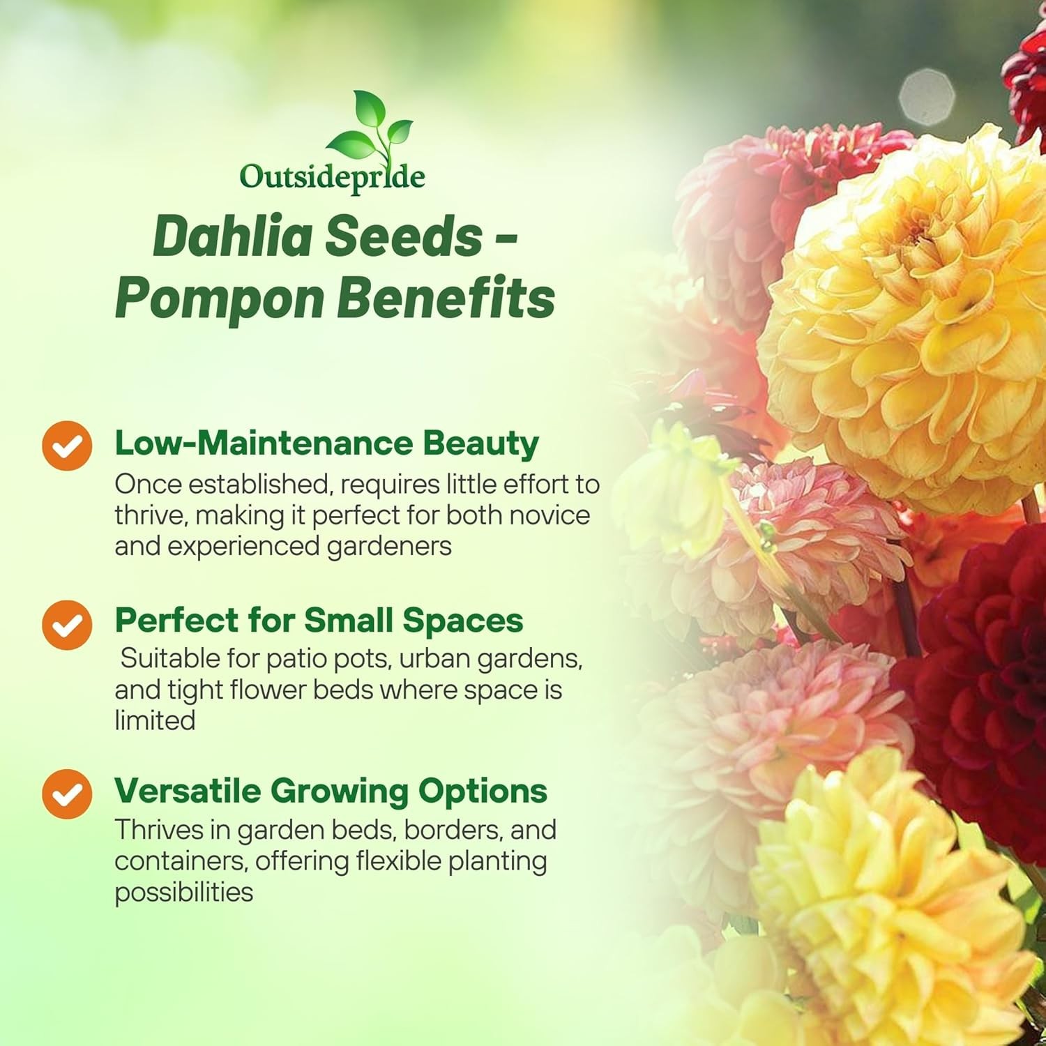 1000 Seeds Dahlia Seeds – Dahlia Variabilis Pompon Flower Seed Mix