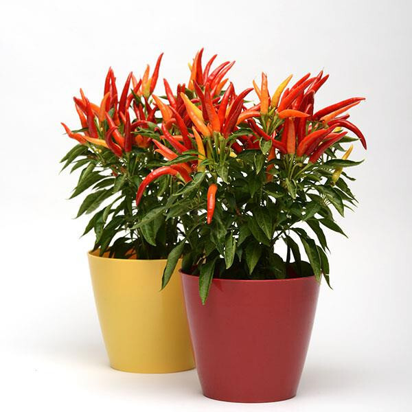 Chilly Chili Ornamental Pepper Seeds (15) / ORGANIC / FLORIDA GROWN