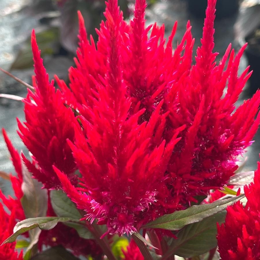 25 Plumed Celosia New Look Pelleted Seeds Free Shipping & Tracking