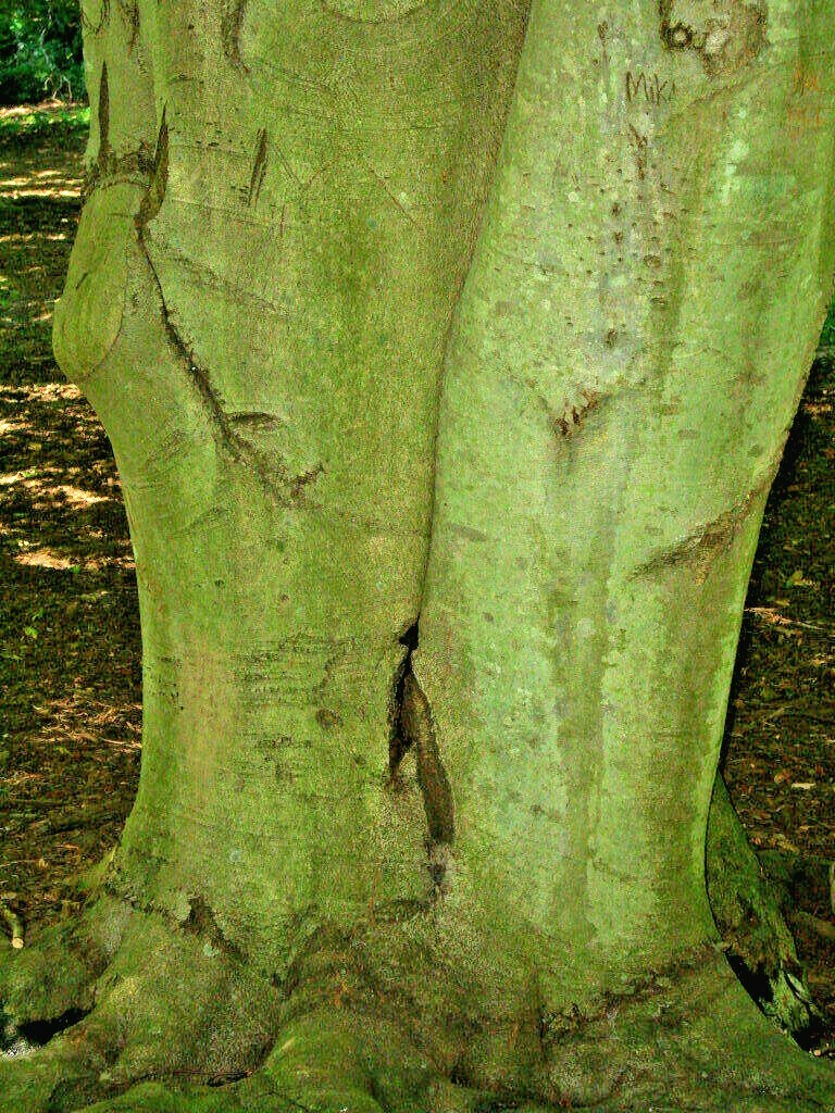12 AMERICAN BEECH SEEDS – Fagus grandifolia