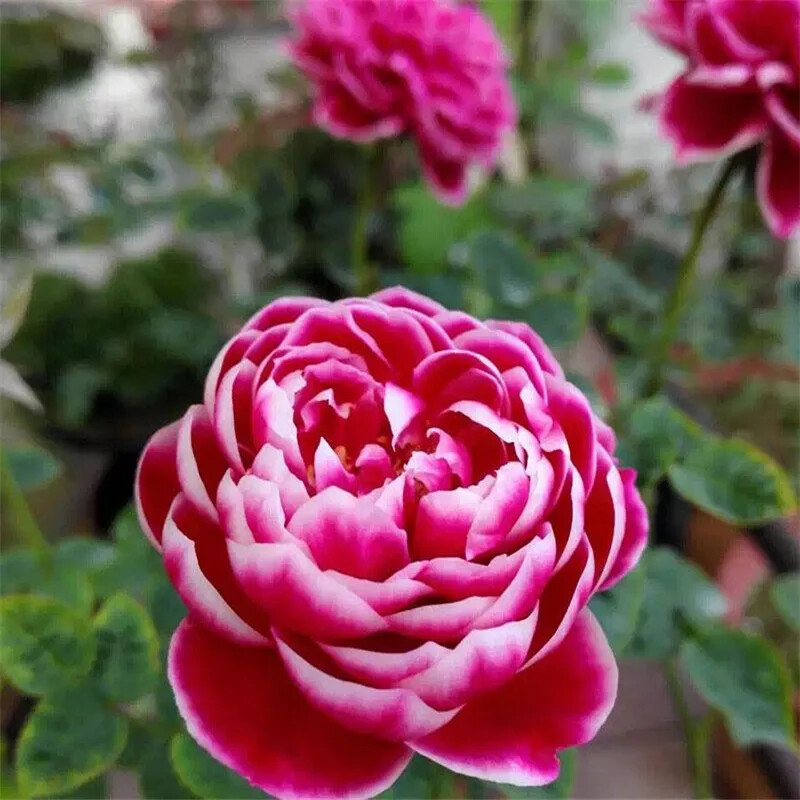 25pc HYBRID ROSE SEEDS Garden plant Flower rare exotic USA seller FREE shipping