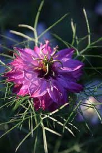 50+ NIGELLA PERSIAN MULBERRY ROSE LOVE IN THE MIST FLOWER SEEDS / RESEEDING