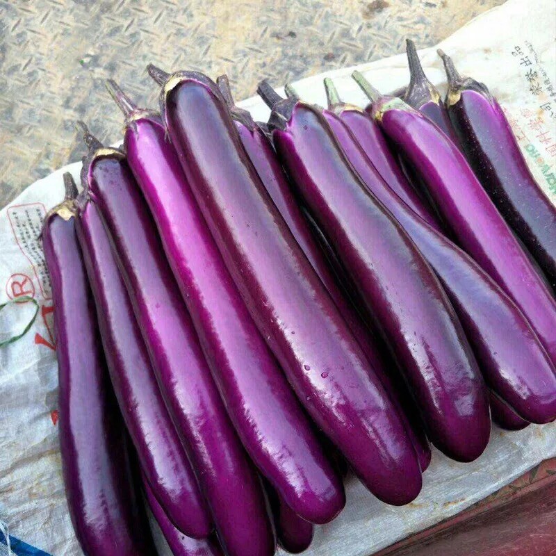 Purple Asian eggplants seeds 10 grams seeds