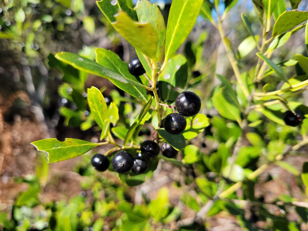 Inkberry | 25 Seeds | Ilex Glabra | Florida Native | Evergreen Shrub | Wild