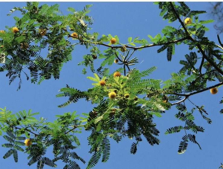 Acacia Farnesiana Seeds – Huisache, Sweet Acacia, Needle Bush, Cassie 20 Seeds