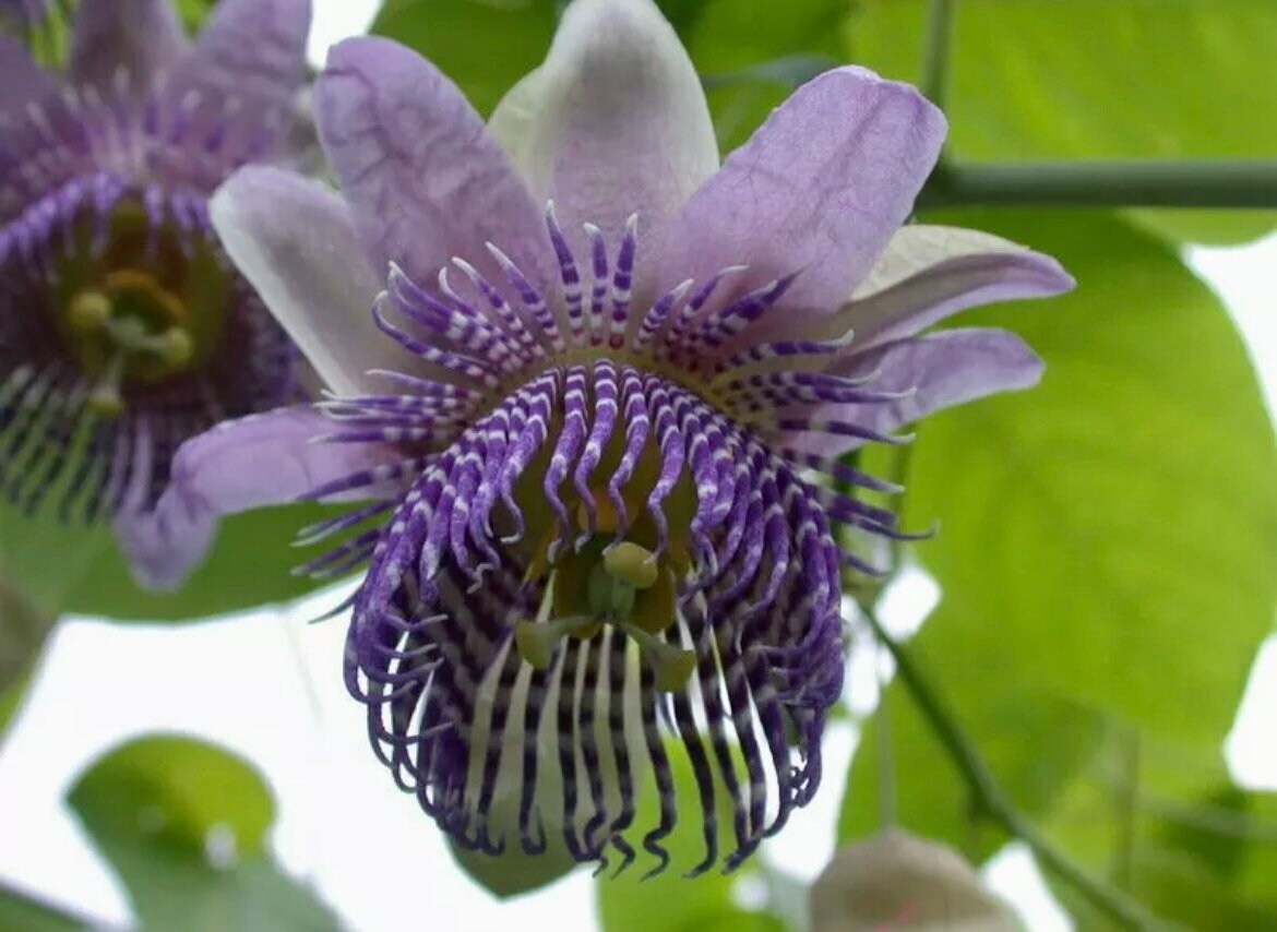 Variety of Passiflora Seeds ~ Passionflower ~ Maypop ~ Passion Fruit Flower