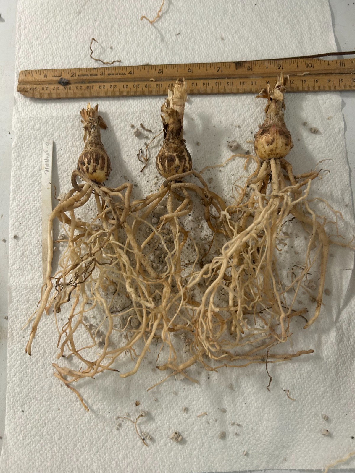 Rare species! Brunsvigia josephinae! seed grown bulbs!