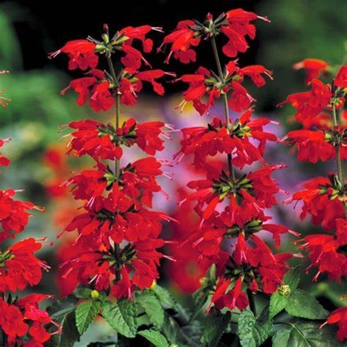 50 Salvia Seeds Flower Perennial Flowers Seed Pollinator Bees US SELLER “Red”