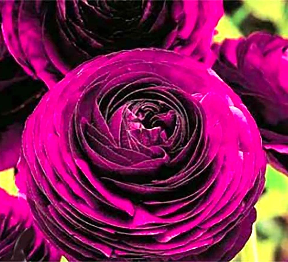 Purple Aviv Peony Ranunculus – 12 Largest Size Corms, Premium Ranunculus Bulb…