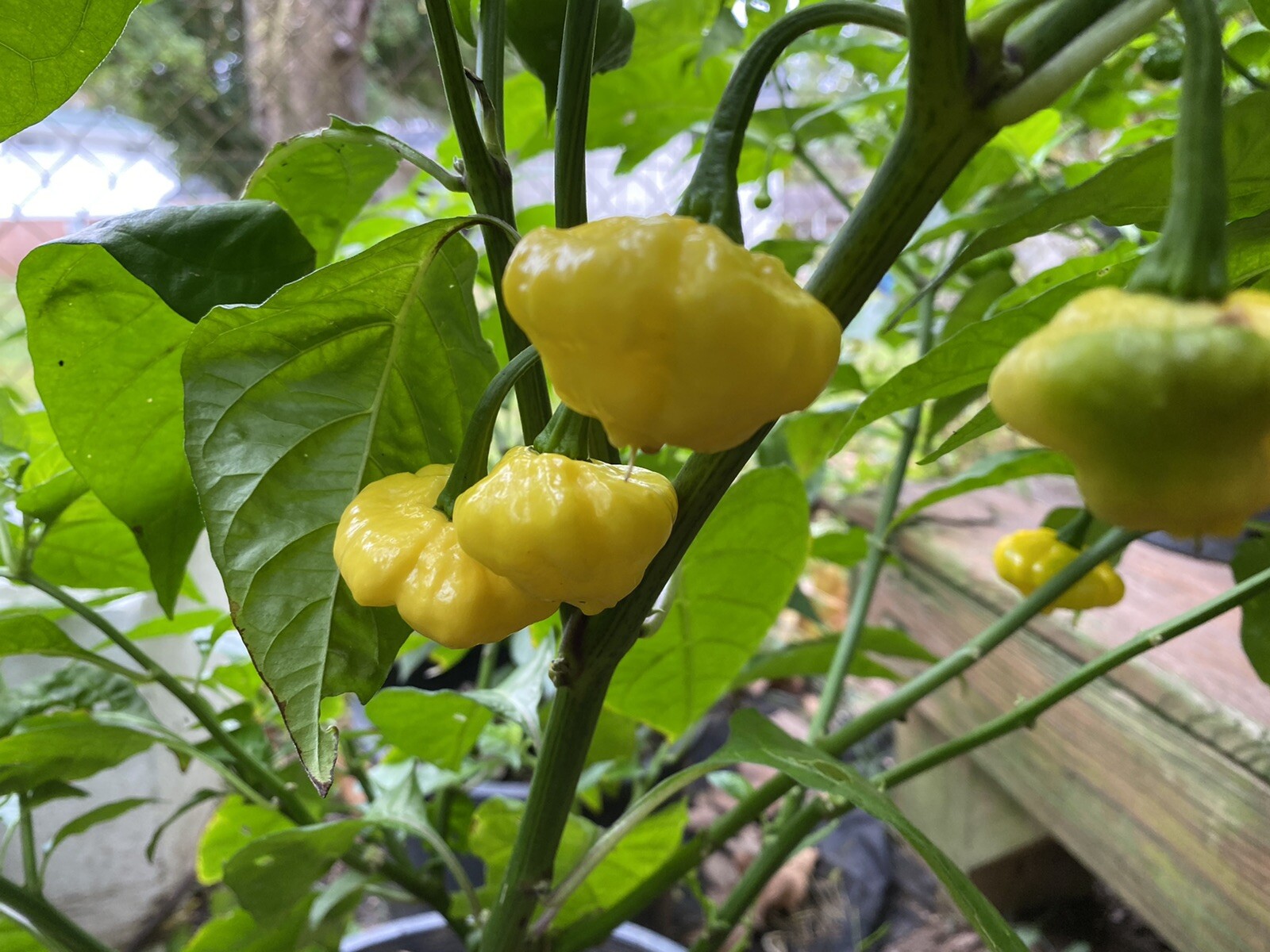 (10) Seeds KS LEMON STARRBURST Pepper Seeds Spicy Super Hot Starr burst