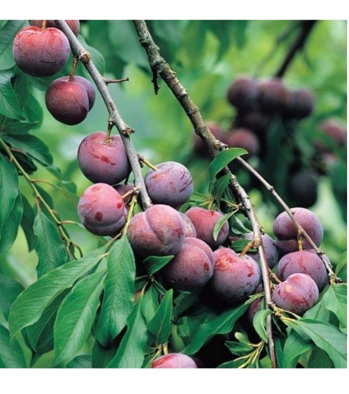 Plum Seeds – Sweet Seeds Quantity Of 21