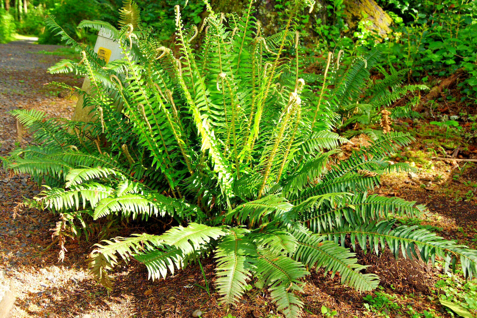 WESTERN SWARD FERN, 2020 SPORES, (SEEDS)*, LARGE 3’X3’+, VERY HARDY TO -4 F.