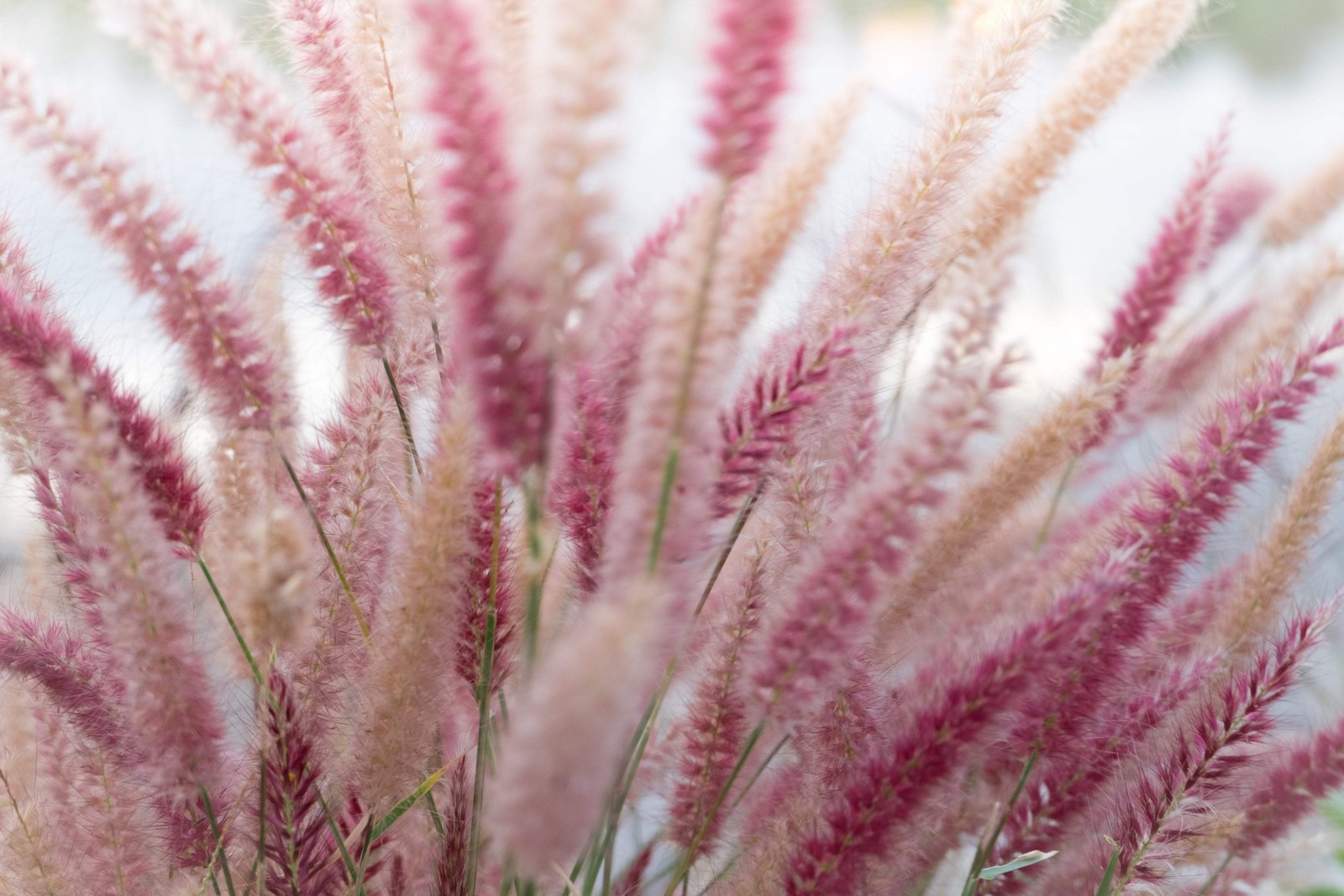 25 PURPLE FOUNTAIN GRASS Ornamental Pennisetum Setaceum Dark Burgundy Flower See