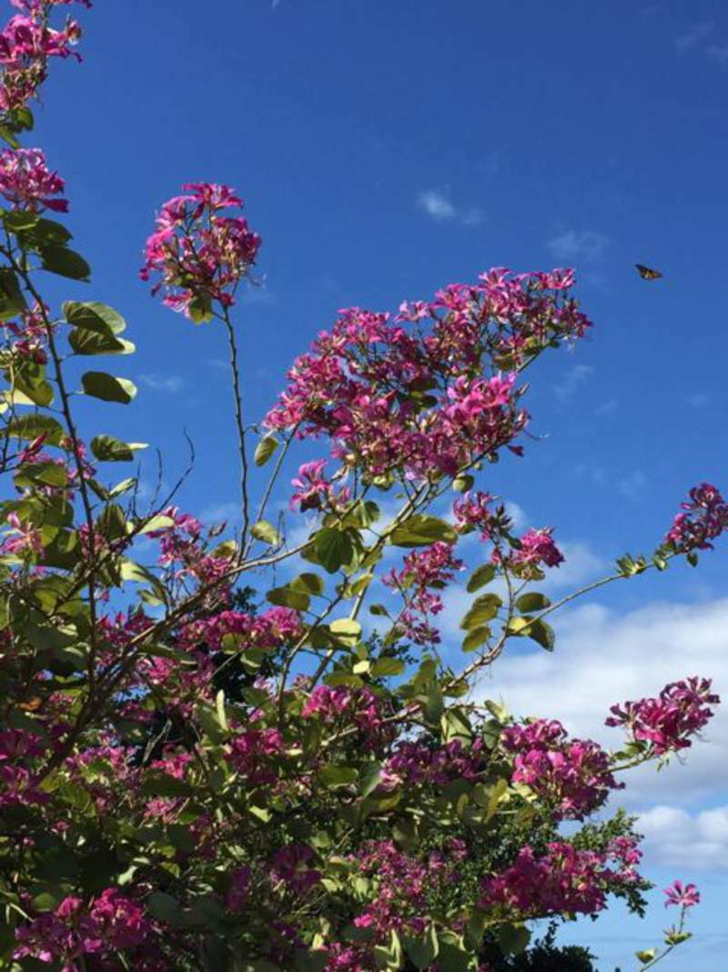1-1000 PCS Purple Orchid Butterfly Tree Seeds Hawaiian Bauhinia Purpurea 0129