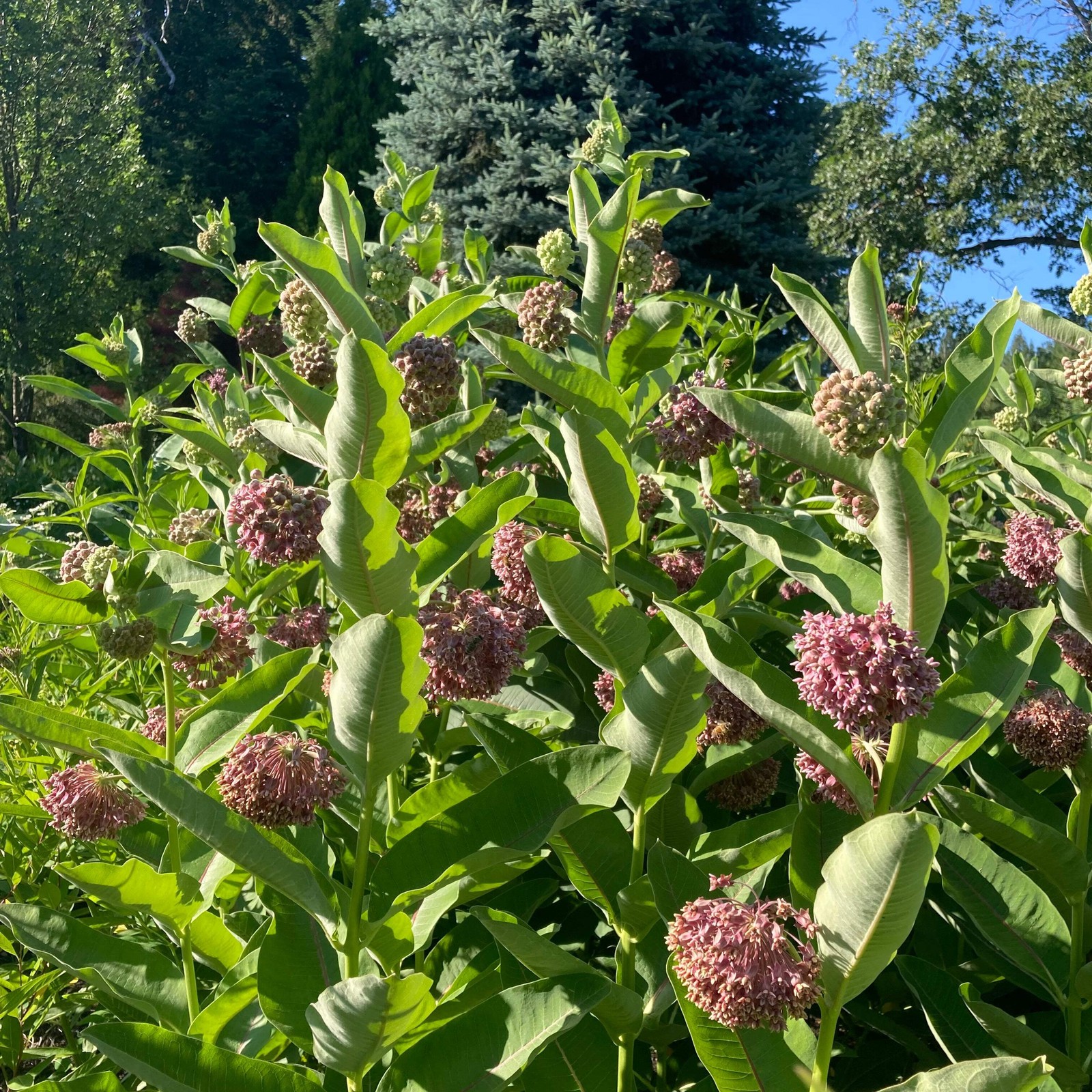 Showy Milkweed Seeds (Asclepias speciosa) ~Native Wildflower Pollinator Garden