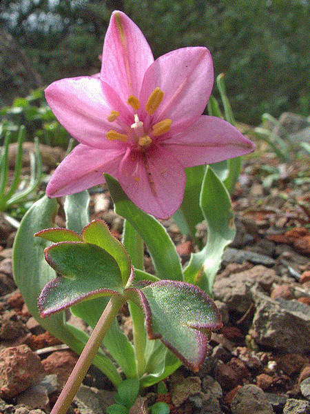 Fritillaria pluriflora | Adobe Lily | 5 Seeds