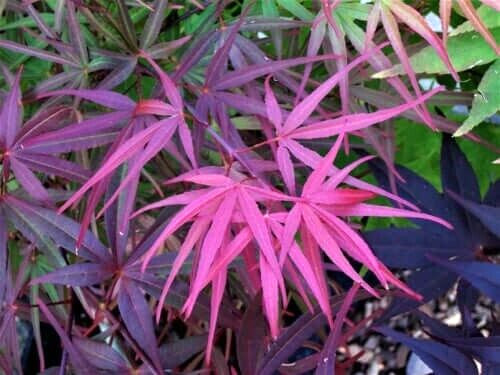 15 RED BAMBOO JAPANESE MAPLE SEEEDS – Acer palmatum ‘Beni otake’
