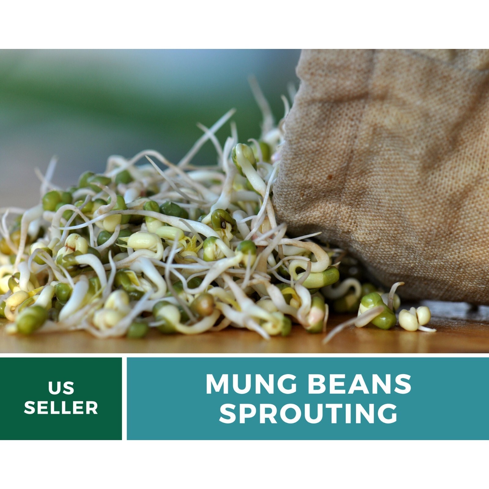 Sprout, Mung Bean seeds – Heirloom Sprouting Seeds – Crisp and Refreshing Flavor
