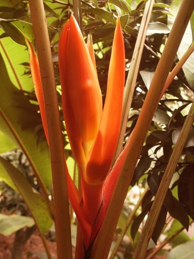 Musa aurantiaca RARE HARDY BANANA Exotic Seeds!