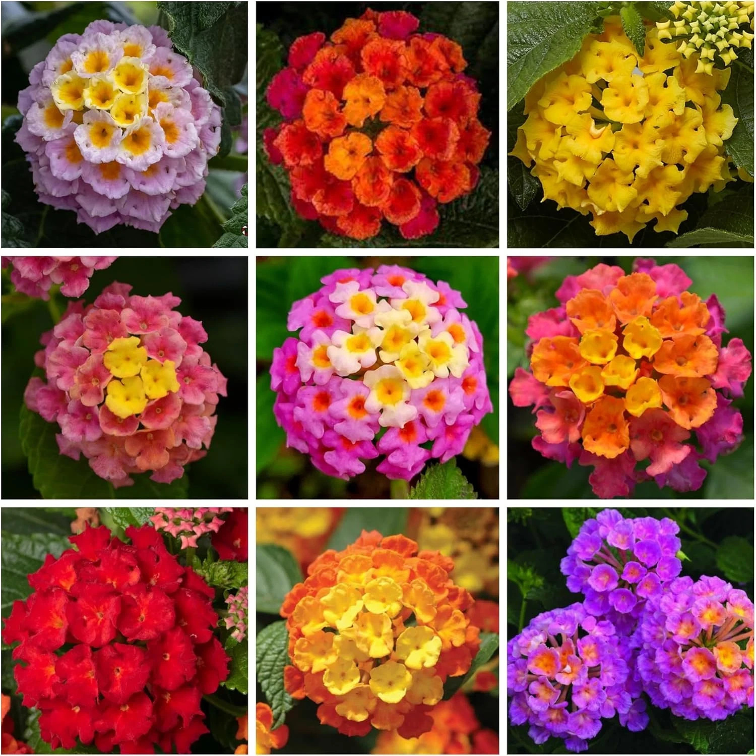 Lantana Flower Seeds for Planting – 300+ Mixed Color to Pink