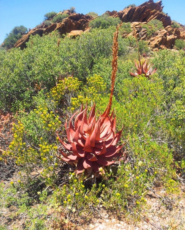 Aloe microstigma 100 Seeds – Cape Speckled Aloe
