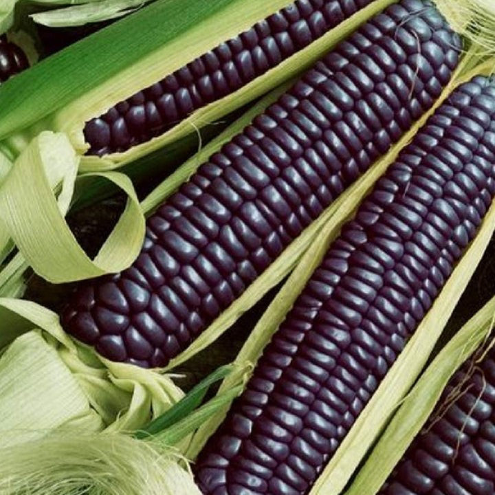 Amish Purple Popcorn Seeds (50) / ORGANIC / DELICIOUS / SUPER RARE