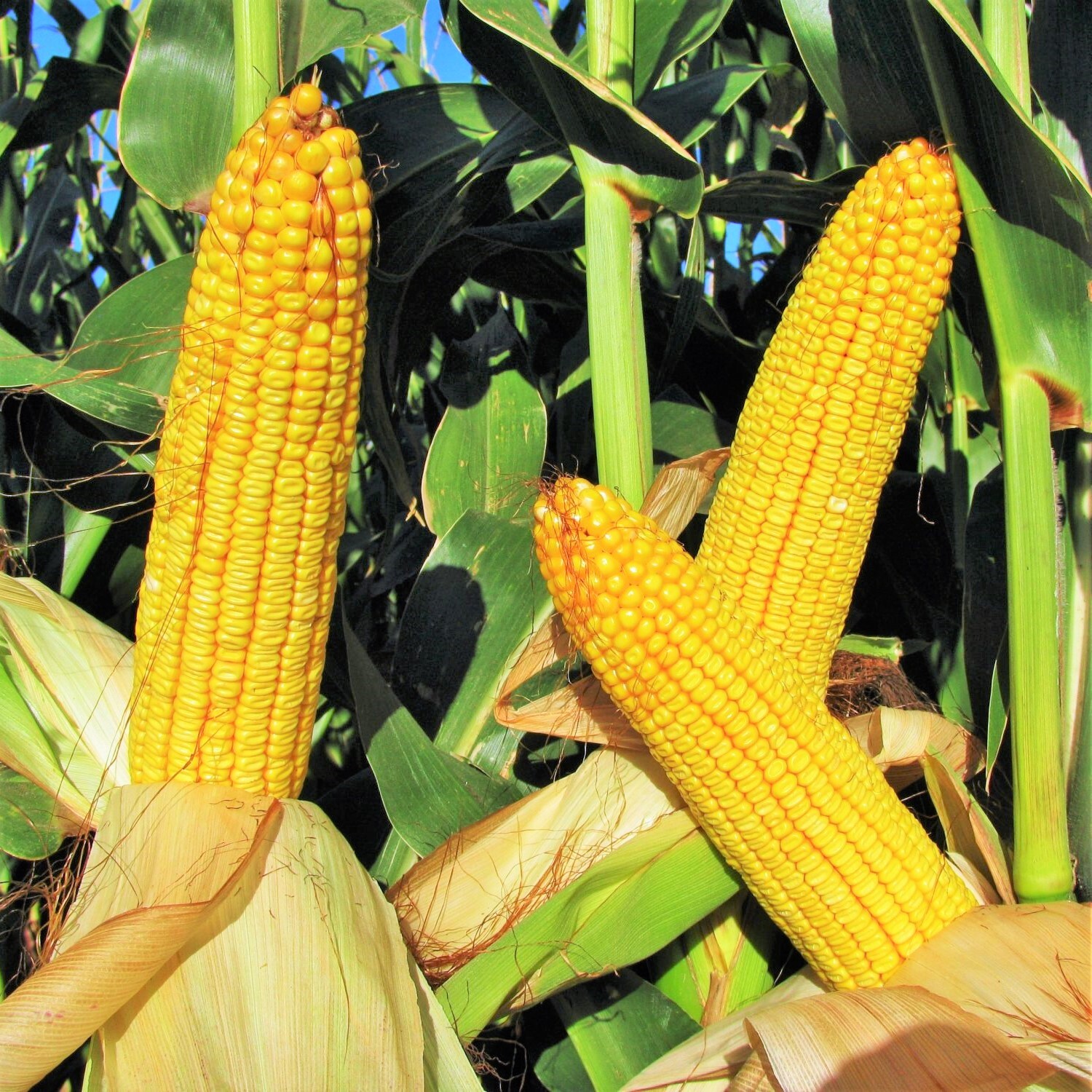 Wapsie Valley Grazing Corn Seeds | Open Pollinated Yellow Feed Field Silage 2024