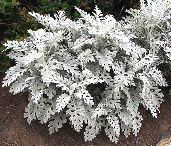 Dusty Miller Seeds, Silverdust, Foliage Seeds, Heirloom Perennial Plant, 75ct