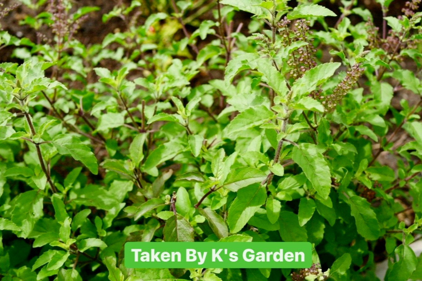 HOLY BASIL SEEDS, HƯƠNG NHU TÍA, 聖羅勒, กะเพราขาว