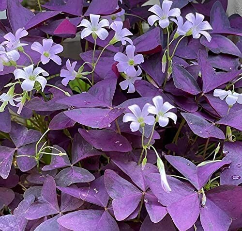 16 Bulbs – Purple Shamrocks Lucky Lovely Flowers Bulbs for Planting Oxalis Trian