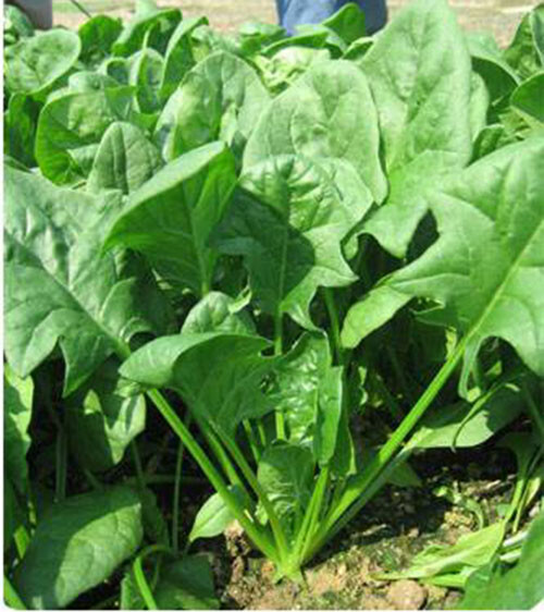 Vegetable Seeds Bundle 3 Variety莴笋/菠菜/北京小杂#1 NON-GMO