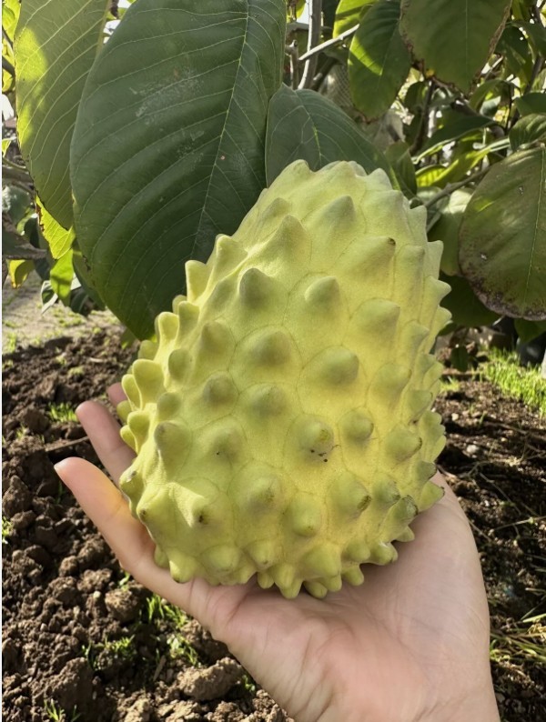 1 (One) Live Plant of “EL BUMPO CHERIMOYA ” GRAFTED about 11-21″ Tall