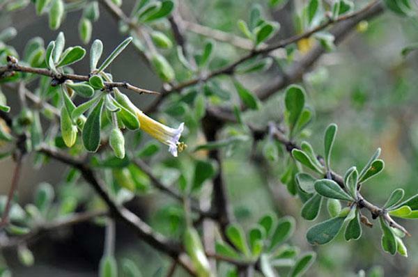 Lycium exsertum | Arizona Desert-thorn | Boxthorn Littleleaf Wolfberry | 20 Seed