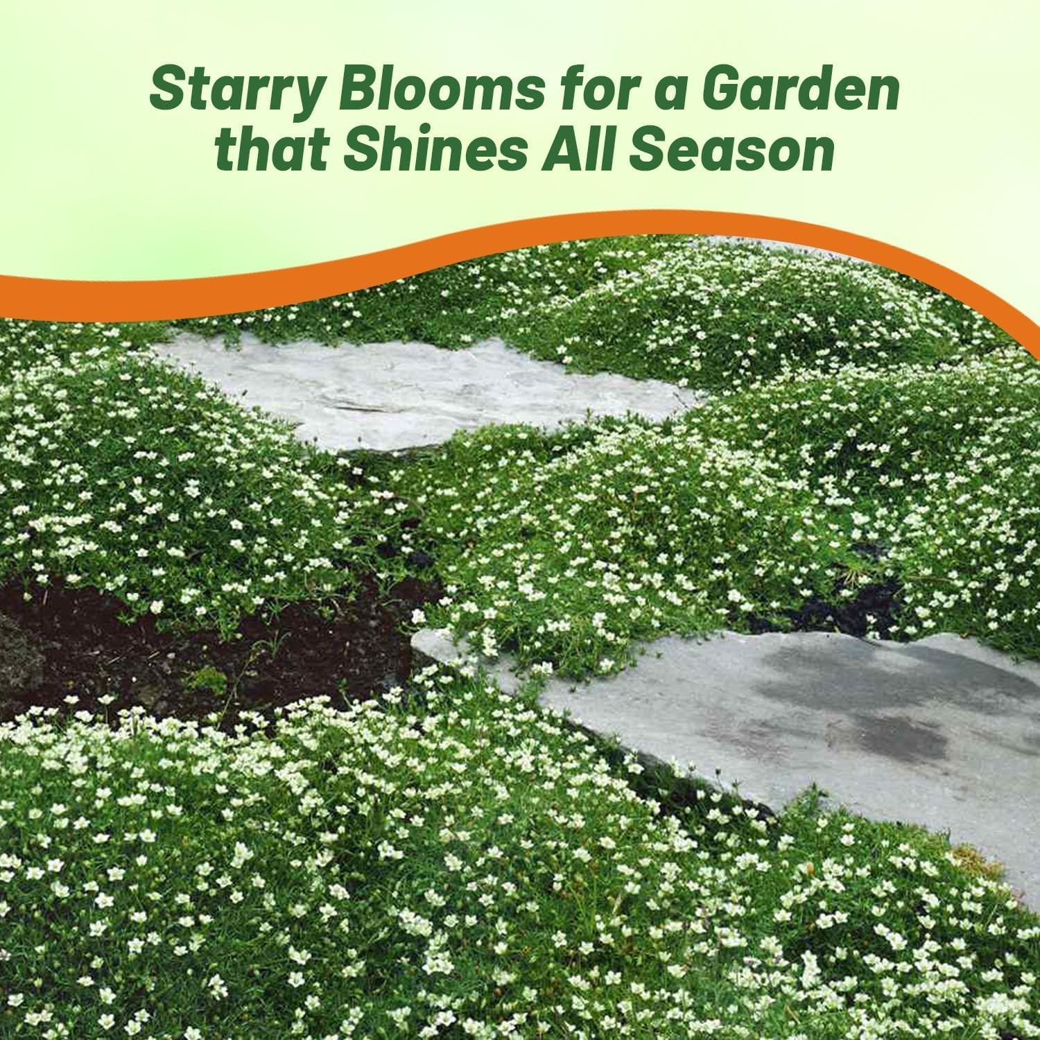 Moisture-Retaining Irish Moss Ground Cover Seeds – 5000 Count, GMO-Free