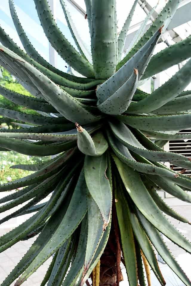 Aloe Spectabilis, Natal Aloe, 5 Seeds, Free Shipping!