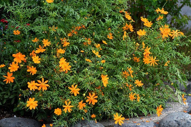 200 DWARF SULPHUR COSMOS SEEDS | 2026 SALE FREE SHIPPING NON GMO