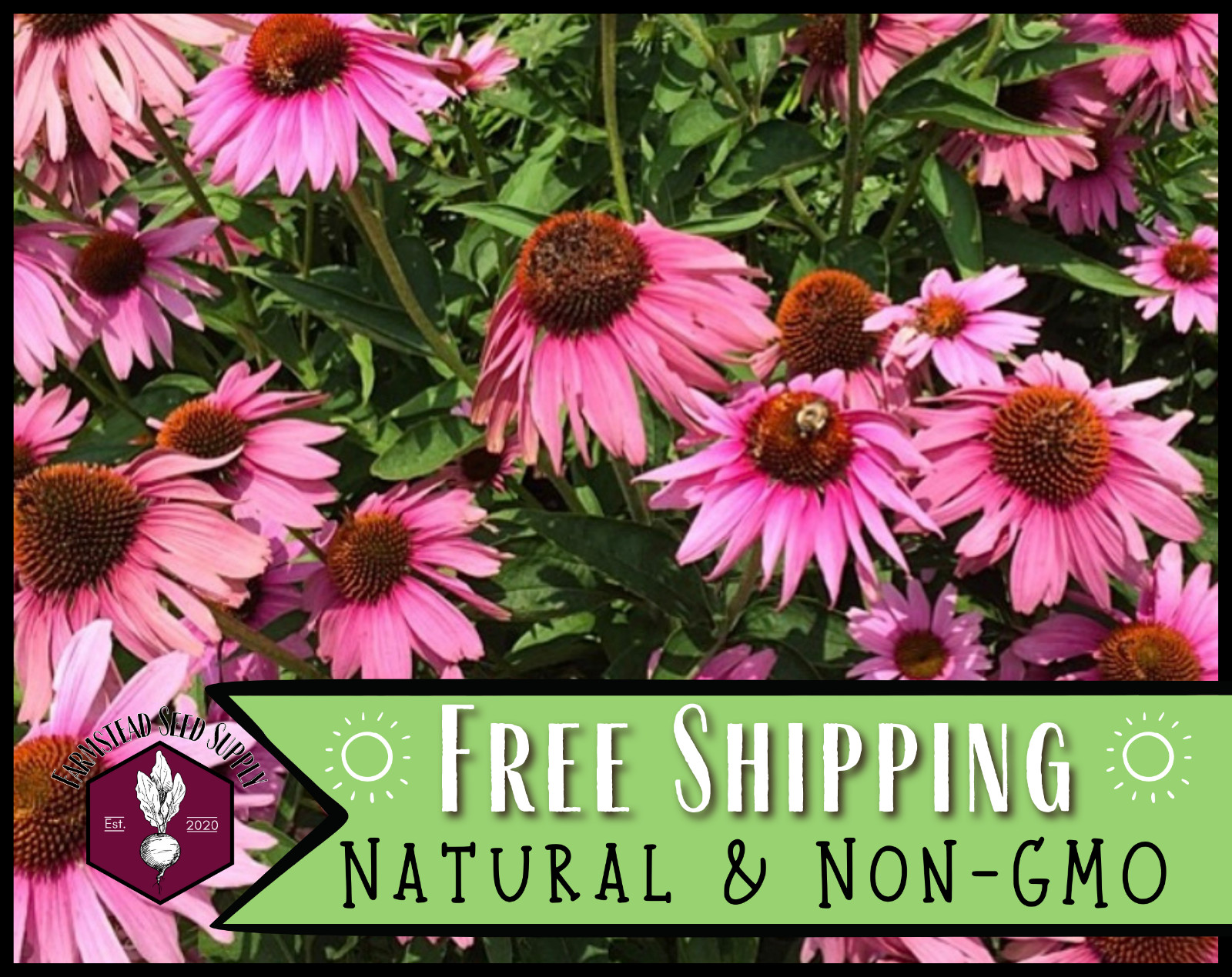775+ Echinacea Seed [Purple Coneflower] Native Perennial Wildflower Gardening