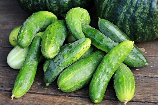 Burpless Cucumbers 25 Fresh Seeds Garden Planting Non-GMO