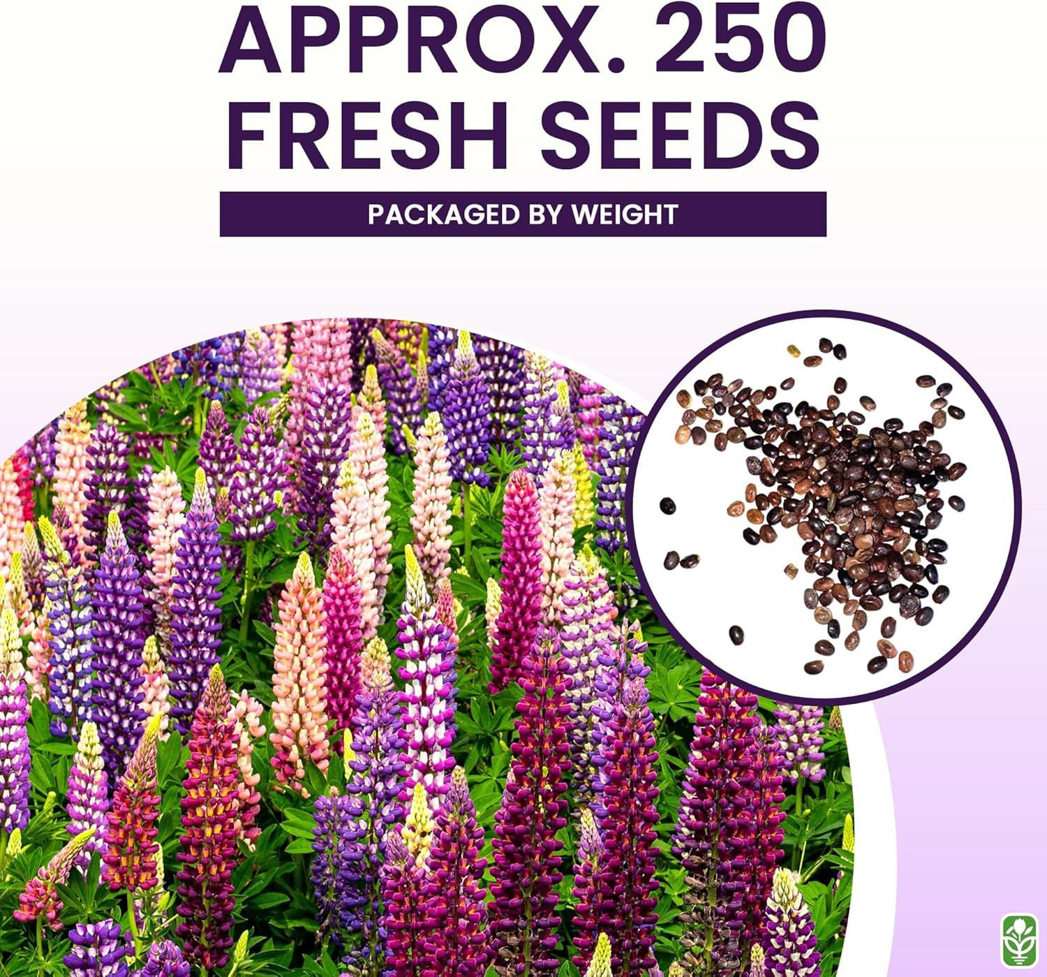 100 Mixed Russell Lupine Seeds – Perennial Wildflower Garden Plant Bloom Mix