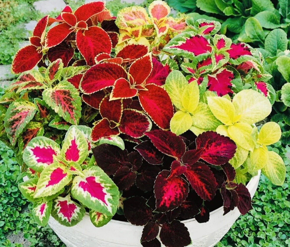 100+ SEEDS COLEUS Rainbow Mix Seeds buy2Get1Free(add2incart)