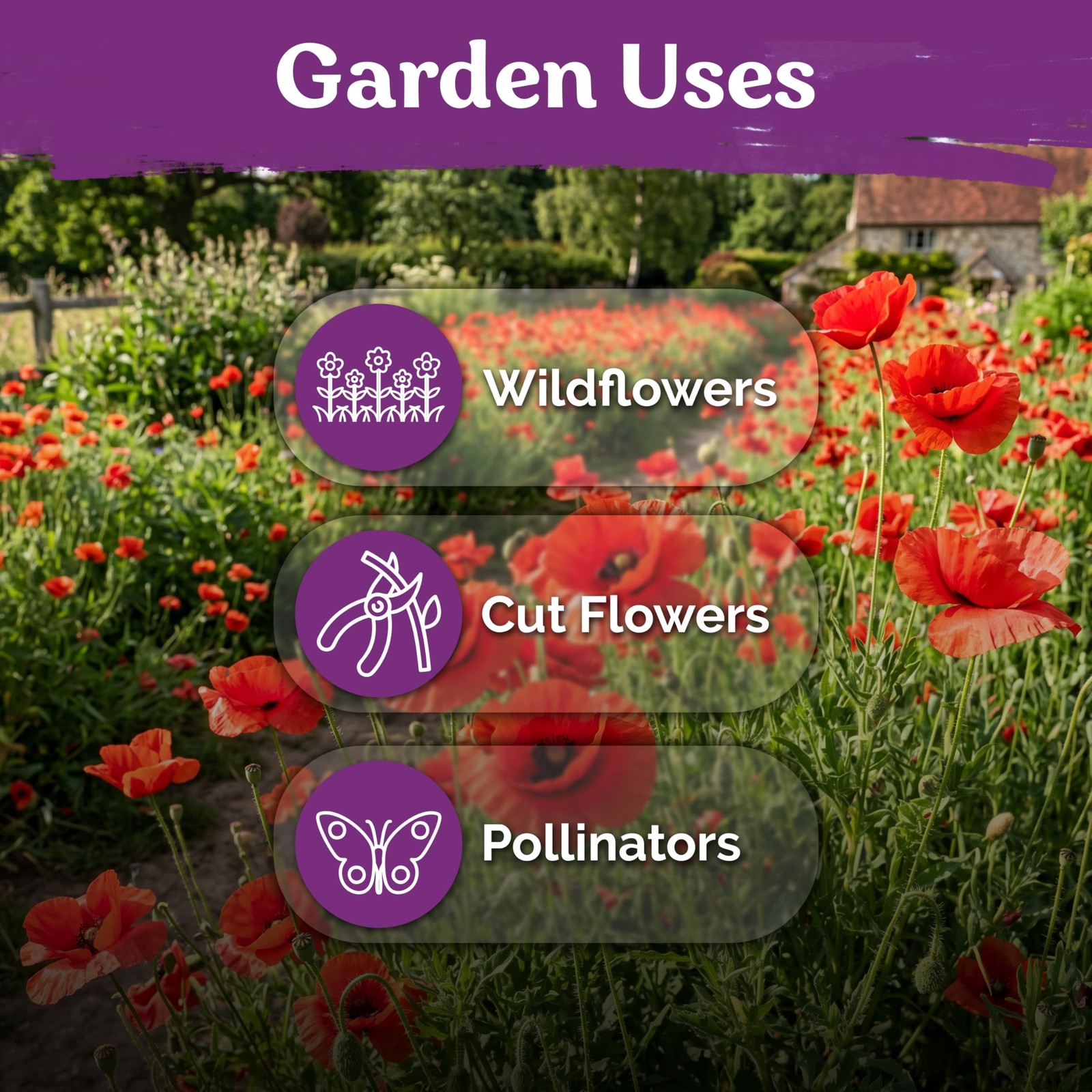 KVITER 6500 Red Poppy Seeds (Papaver Rhoeas)