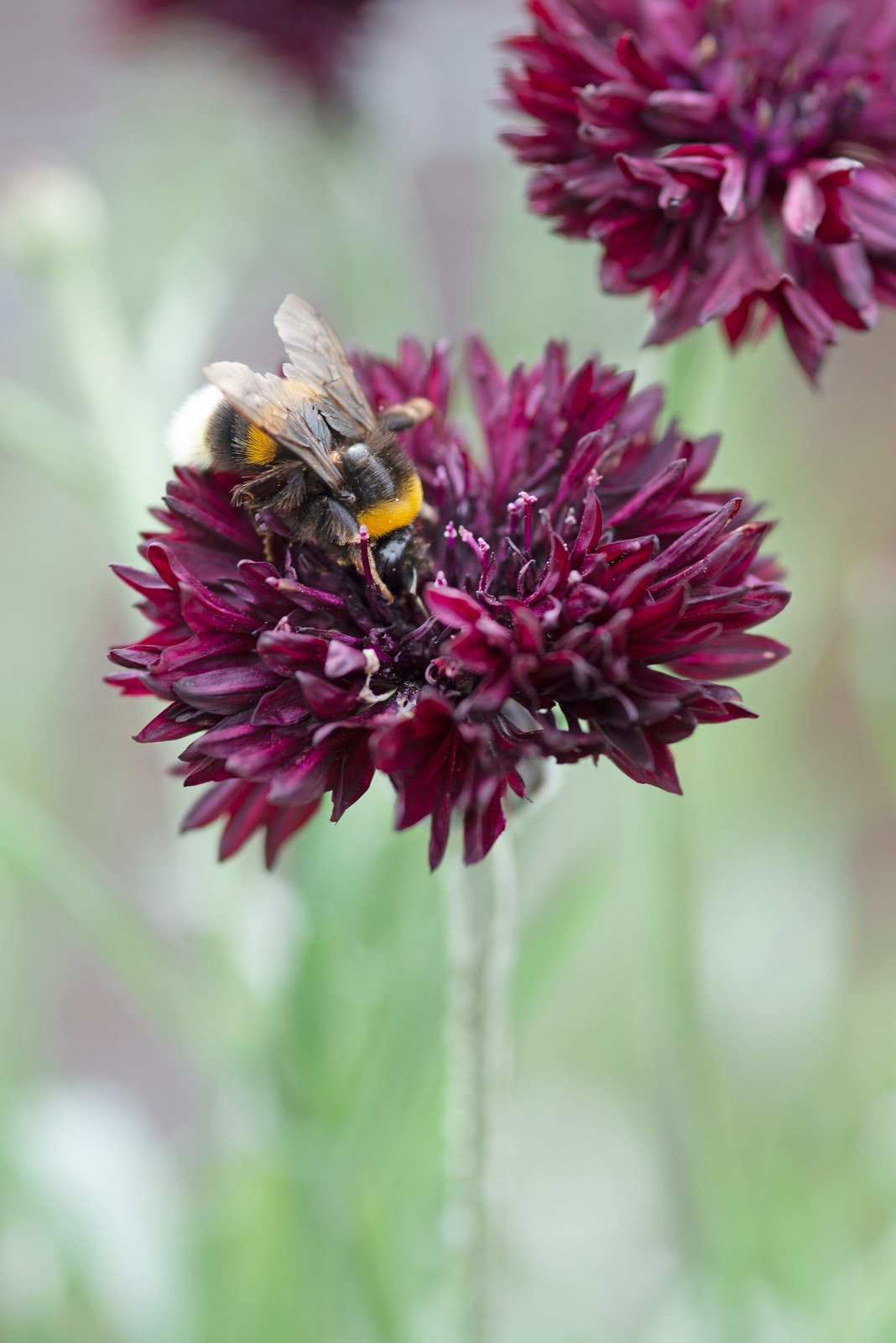 25 Black Garnet BACHELOR’S BUTTON / CORNFLOWER Centaurea Cyanus Flower Seeds