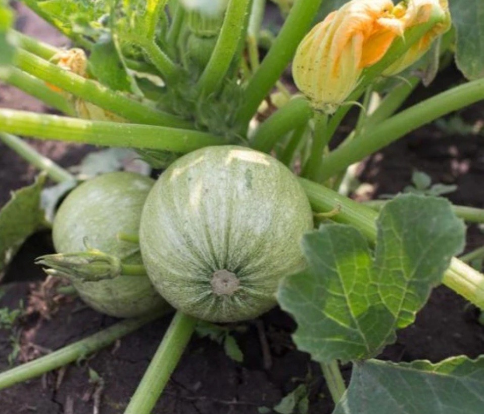 ZUCCHINI Round Summer Squash seeds NO-GMO garden High Germination Heirloom