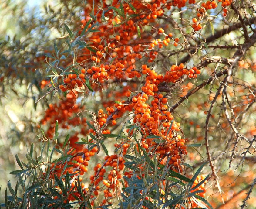 Sea Buckthorn Seeds – Hippophae rhamnoides – 25/100/500 Seeds – Seaberry Shrub