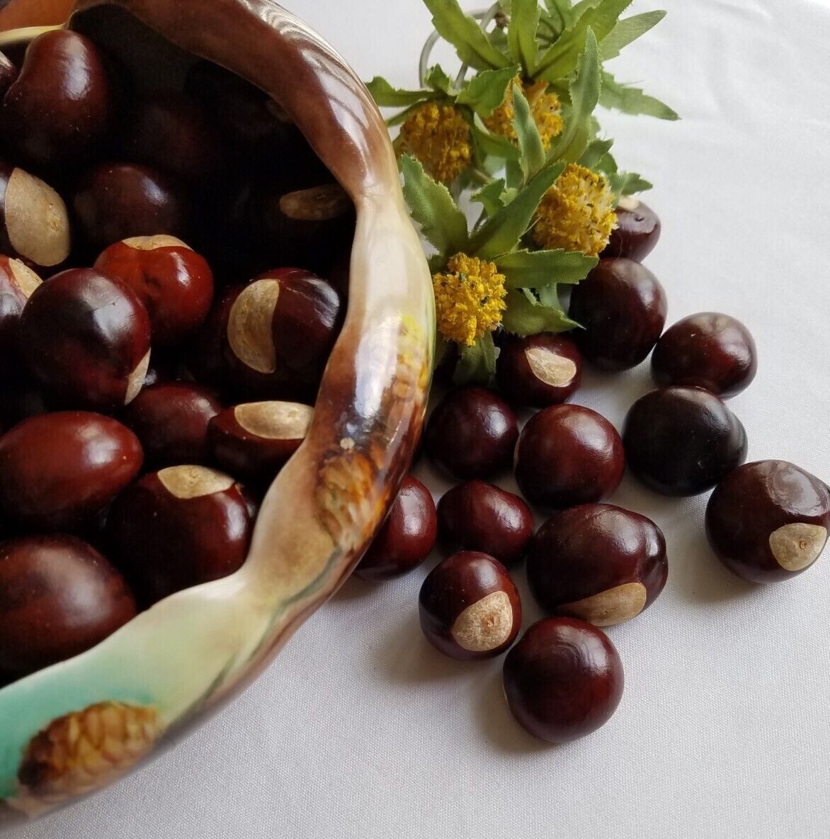 Ohio Buckeye Seed/ Fresh Buckeye Nuts/ Natural Buckeye Nut – 100 pcs