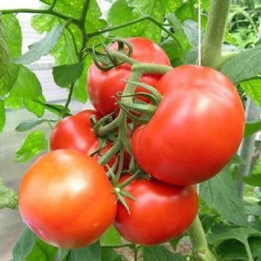 100+Tomato Seeds Rutger’s Heirloom Tomato Fresh Garden Vegetable USA