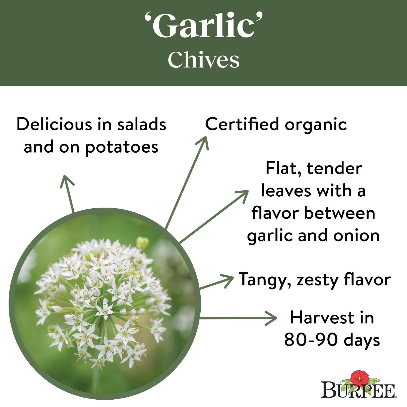 Burpee Organic Garlic Chives Herb Seed, 1-Pack 480 mg. Full Sun Tangy Zesty