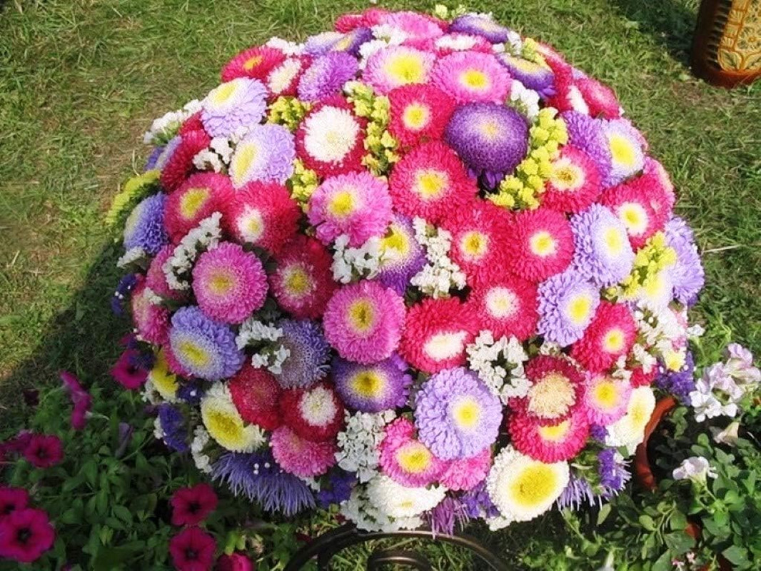 Seeds Aster Pompon Mix Giant Flower Annual Outdoor Garden Cut for Planting Non G