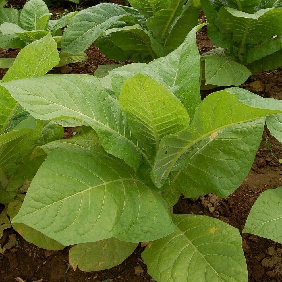 TOBACCO Seeds, TN90 Variety *FREE Shipping!* Burley Nicotiana tabacum 500+ SEEDS